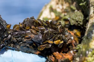 Golden Mussels Threaten West Coast: State of Emergency Declared