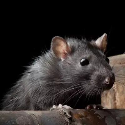 Hantavirus Human-to-Human Strain May Have Caused Cruise Ship Outbreak, Expert Warns