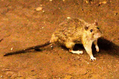 Hantavirus Suspected in Deadly Cruise Ship Outbreak: Key Facts