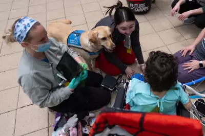 Healing with a Wag: Facility Dogs Brighten Children's Hospital Days