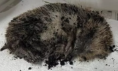 Hedgehog Dies After Schoolgirls Allegedly Threw It Around and Buried It Alive