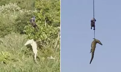 Helicopter Rescue of Crocodile with Human Remains in South Africa