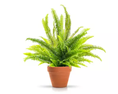 Houseplant Hacks: Damp Towel Trick Keeps Plants Hydrated While Away