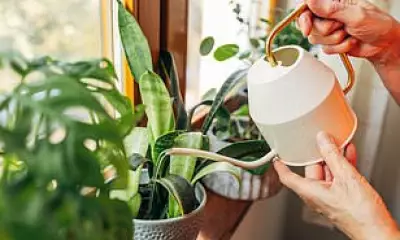 Houseplants Can Cool Your Home Naturally, Expert Reveals