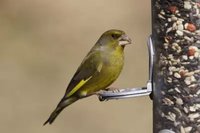How Bird Feeders May Be Harming Greenfinches: Expert Tips to Help