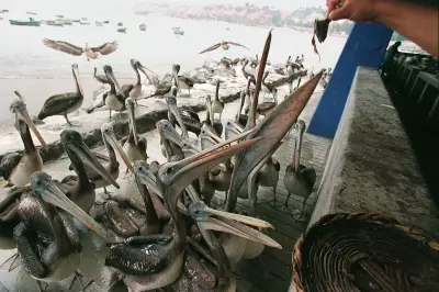 How Bird Poo Powered the Rise of an Ancient Peruvian Kingdom