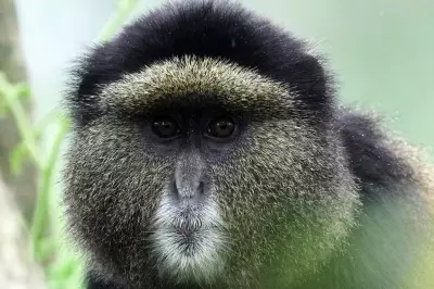How eDNA Technology Is Revolutionizing Wildlife Conservation in Rwanda