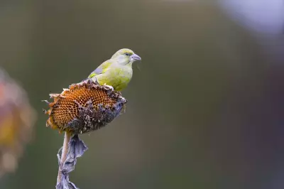 How to Help Greenfinches in Your Garden Naturally