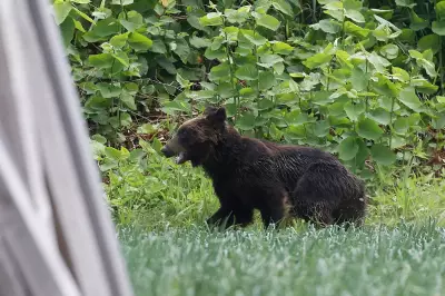 How to Survive a Bear Encounter in Japan: New Study Reveals Key Defense