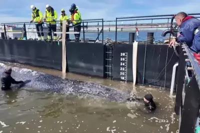 Humpback Whale Timmy Released in North Sea After Stranding in Germany