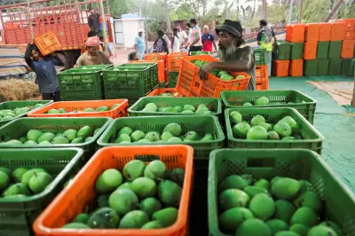 India's Alphonso Mango Crop Devastated by Extreme Weather and Export Woes