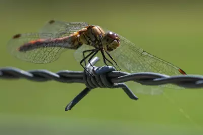 India's Missing Dragonflies Signal Ecological Crisis in Western Ghats
