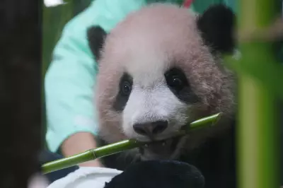 Indonesia's first giant panda cub Rio set for historic public debut