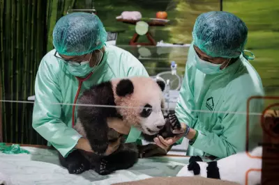 Indonesia's First Giant Panda Cub Rio Set for Public Debut