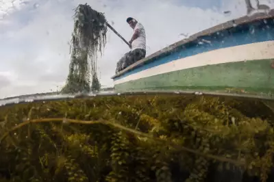 Invasive Plant Threatens Livelihoods in Colombia's Coastal Wetland