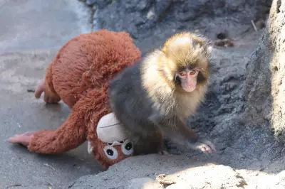 Japanese Zoo May Ban Photography After US Tourists Trespass in Monkey Enclosure