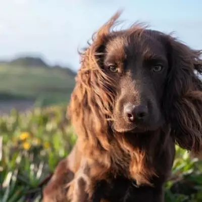 Kate Middleton Reveals New Pet Dog's Name in Birthday Photo