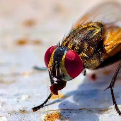 Keep Flies Out of Your Home All Summer with a Simple 30-Second Evening Task