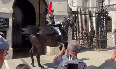 King's Guard Horse Distressed as UK Bakes in Record May Heatwave