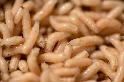 Maggot Therapy: FDA-Approved 'Nature's Microsurgeons' Still Used in US Wound Care