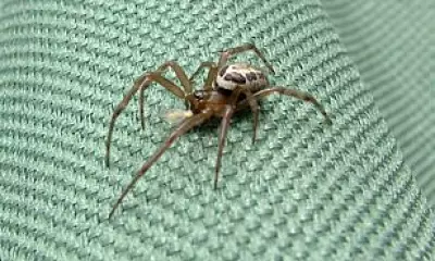 Man Left with Chest Hole After False Widow Spider Bite in Car