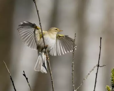 Migratory Bird Numbers Fall in Britain Despite Warm Spring