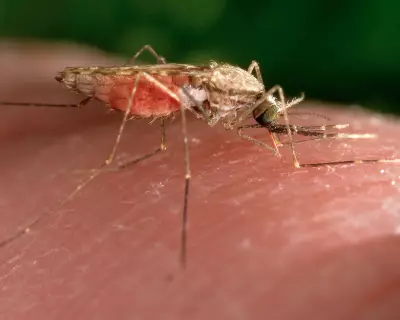 Mosquitoes Can Learn to Find Deet Attractive, Study Suggests