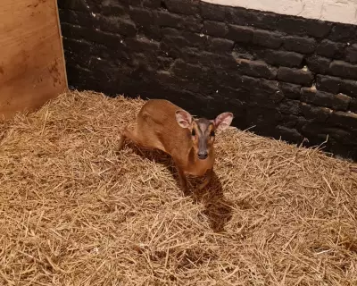 Muntjac Deer Rescued from Escalator at Norwich M&S Store