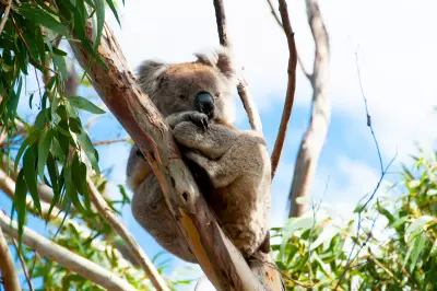 New Koala Species Discovered in Western Australia After 100 Years