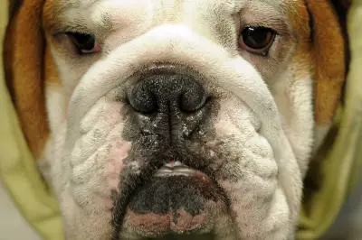 New Molasses Spray Could Eliminate Dog Bad Breath, Study Finds