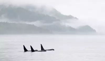 Orcas at Risk in Carney's Pipeline Push, Environmentalists Warn
