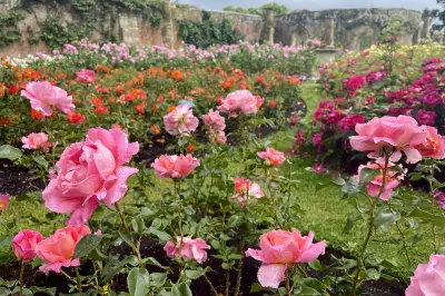 Organic Rose Gardening: Expert Tips for Healthy Blooms Without Chemicals