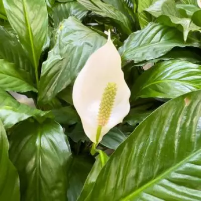 Peace Lilies Bloom Beautifully with 3 Easy Tasks in May