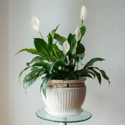 Peace Lily Blooming Hack: Use Rice Water Monthly for Stunning Flowers
