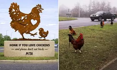 PETA's Chicken Statue Plan at Norfolk Roundabout Sparks Local Outcry