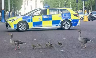 Police Escort for Geese Family Crossing The Mall in London