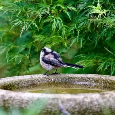 Put a Copper Penny in Your Birdbath to Attract More Birds This Summer