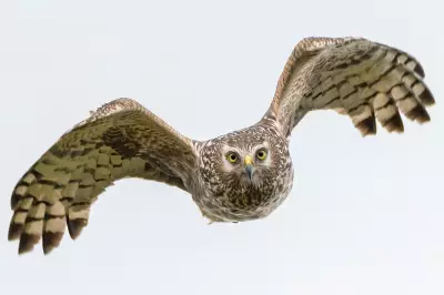 Rare Birds of Prey Killed in Crimes Linked to Gamebird Shooting Estates