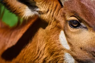 Rare 'Ghost of the Forest' Antelope Returns to Kenya's Wilds
