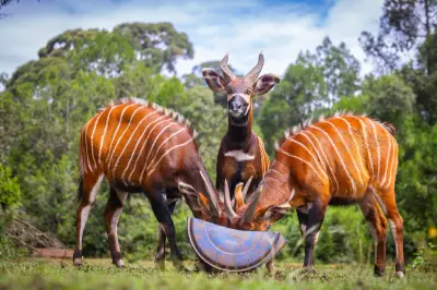 Rare Mountain Bongos Repatriated to Kenya in Conservation Boost