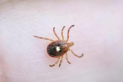 Rare Tick-Borne Encephalitis Cases Confirmed in UK Beauty Spots