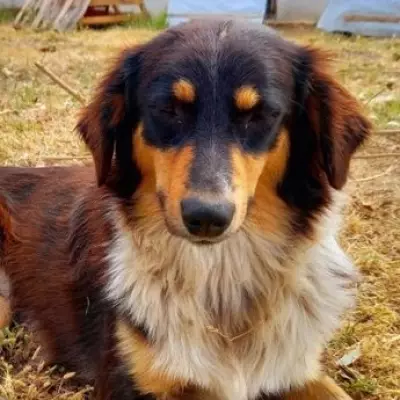Rescue Dog Traumatised by Humans Closes Eyes When Stroked