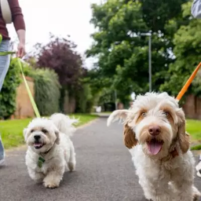 Rich family offers £50k for housekeeper to care for dogs and home