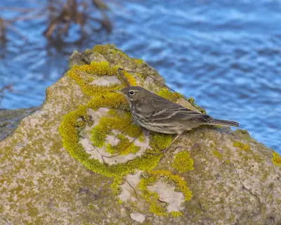 Rock Pipit's Aerial Display Steals the Show on Dorset Coast