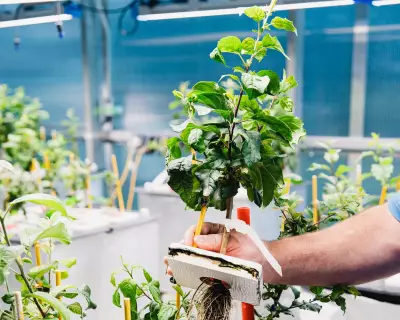 Scientists Race to Develop Climate-Resilient Apple Rootstocks