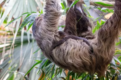 Scotland's First Baby Sloth Named Atty in Honour of David Attenborough