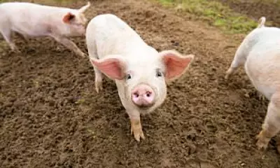 Scottish pig farms face extinction as losses force 10% herd reduction
