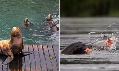 Sea Lion Culling Debate Intensifies Over Salmon Protection in Pacific Northwest