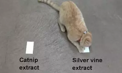 Silver Vine Beats Catnip: Study Reveals Feline Preference for Stronger Buzz