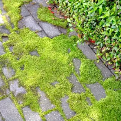 Simple £1.40 Kitchen Item That Banishes Patio Moss for Good